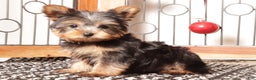 Yorkshire Terrier dogs for sale: Larry - Ad 2