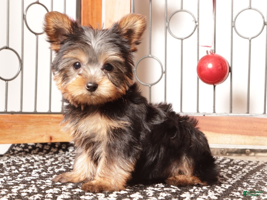 Yorkshire Terrier dogs for sale: Larry - Ad 2