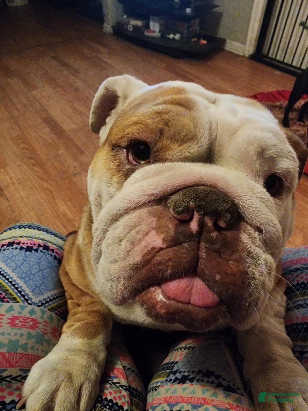 English Bulldog dogs for sale: English Bulldog Puppy 1 - Ad 1