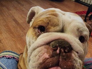 English Bulldog dogs English Bulldog Puppy 1 - Ad 4