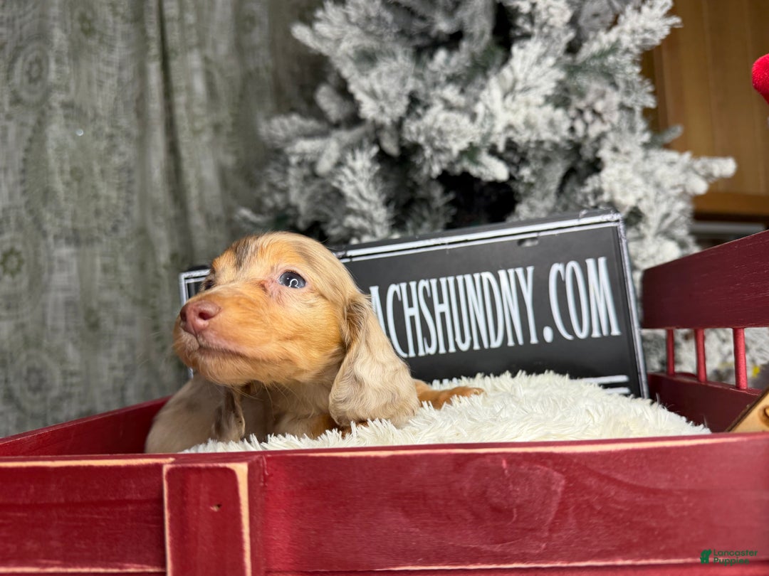 Miniature Dachshund dogs for sale: Bright blue eye - Ad 10