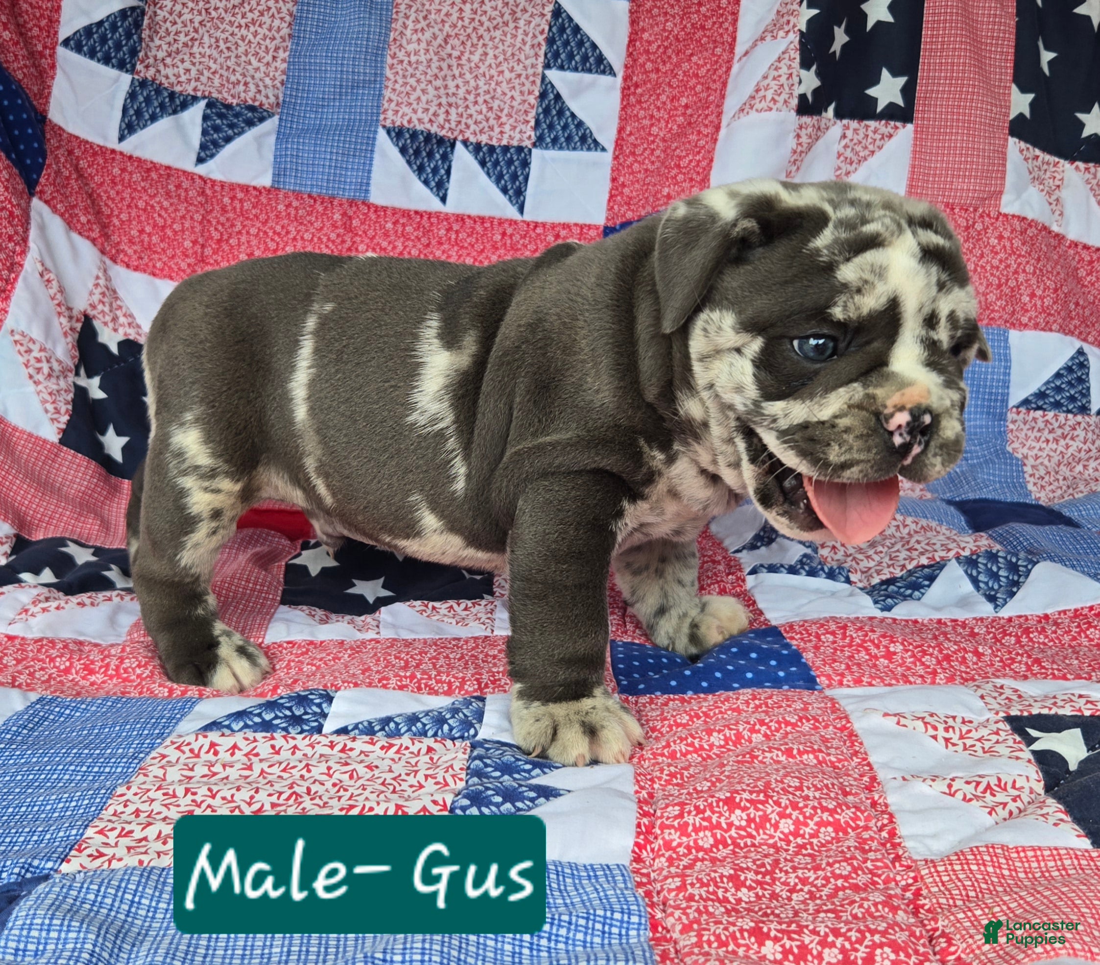 Olde English Bulldogge dogs for sale: Gus - Ad 4