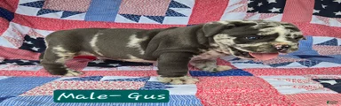 Gus