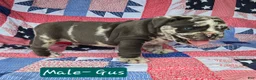 Olde English Bulldogge dogs for sale: Gus - Ad 1
