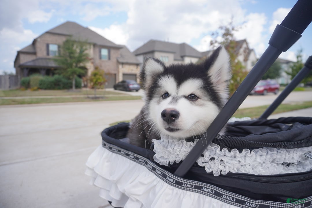 Alaskan Malamute dogs for sale: Xiao Cheng - Ad 11