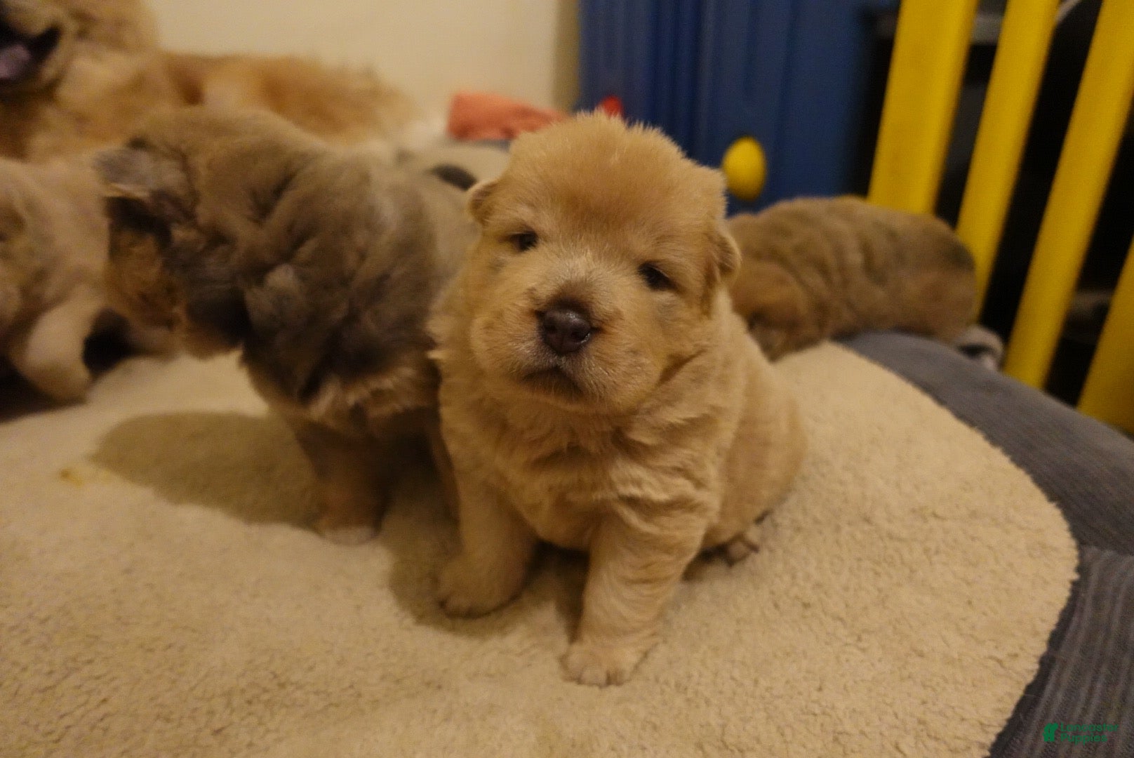 Mixed Breed dogs First born - Ad 1