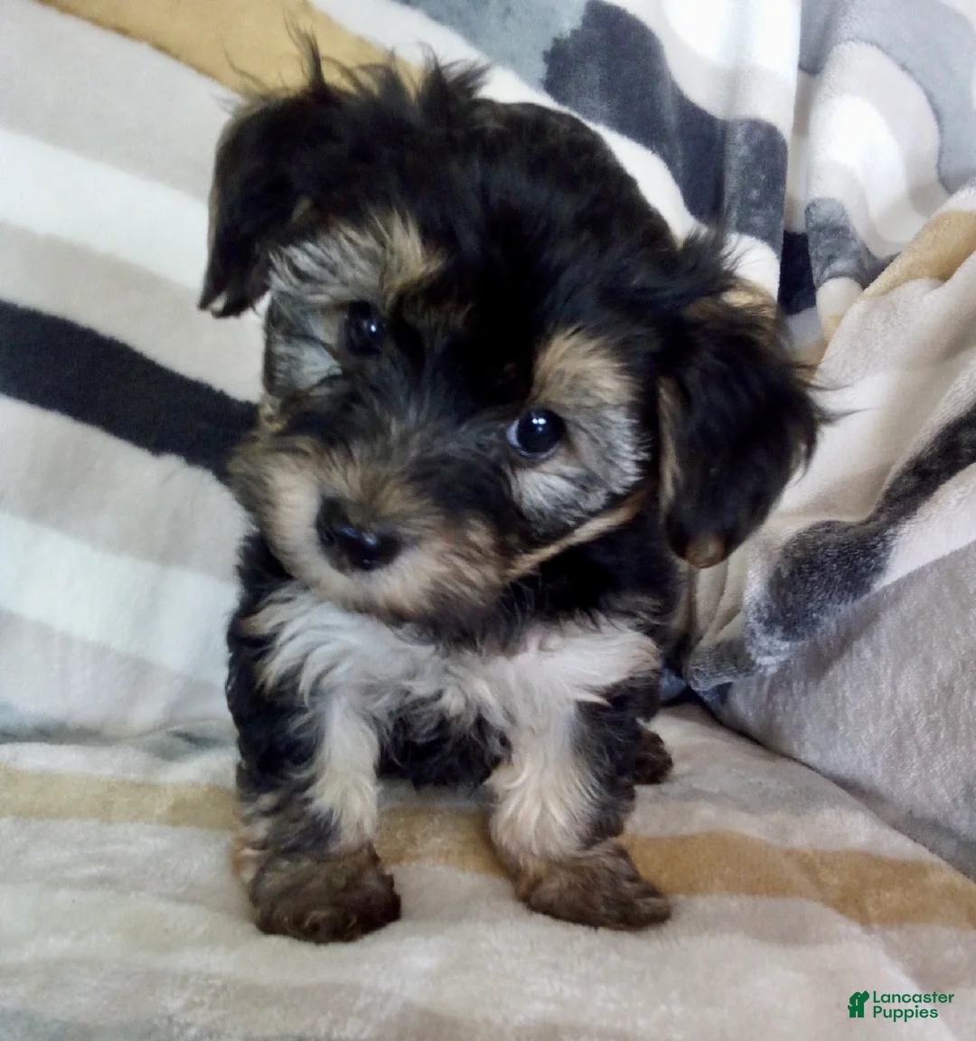 Yochon dogs for sale: Morris - Ad 1