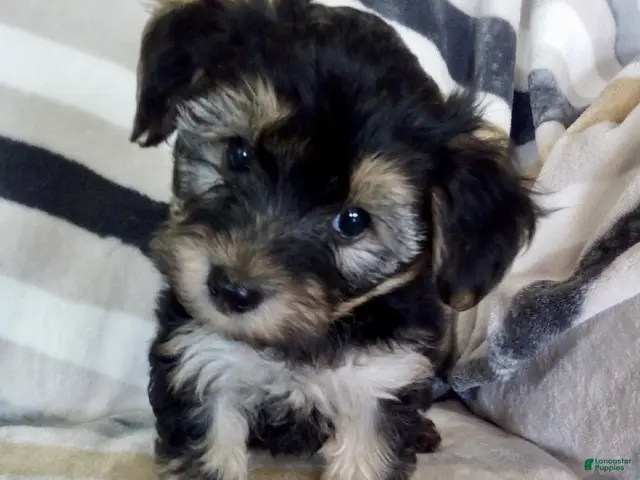 Yochon dogs for sale: Morris - Ad 16
