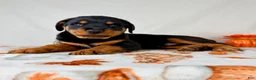 Rottweiler dogs for sale: AKC Duke - Ad 5