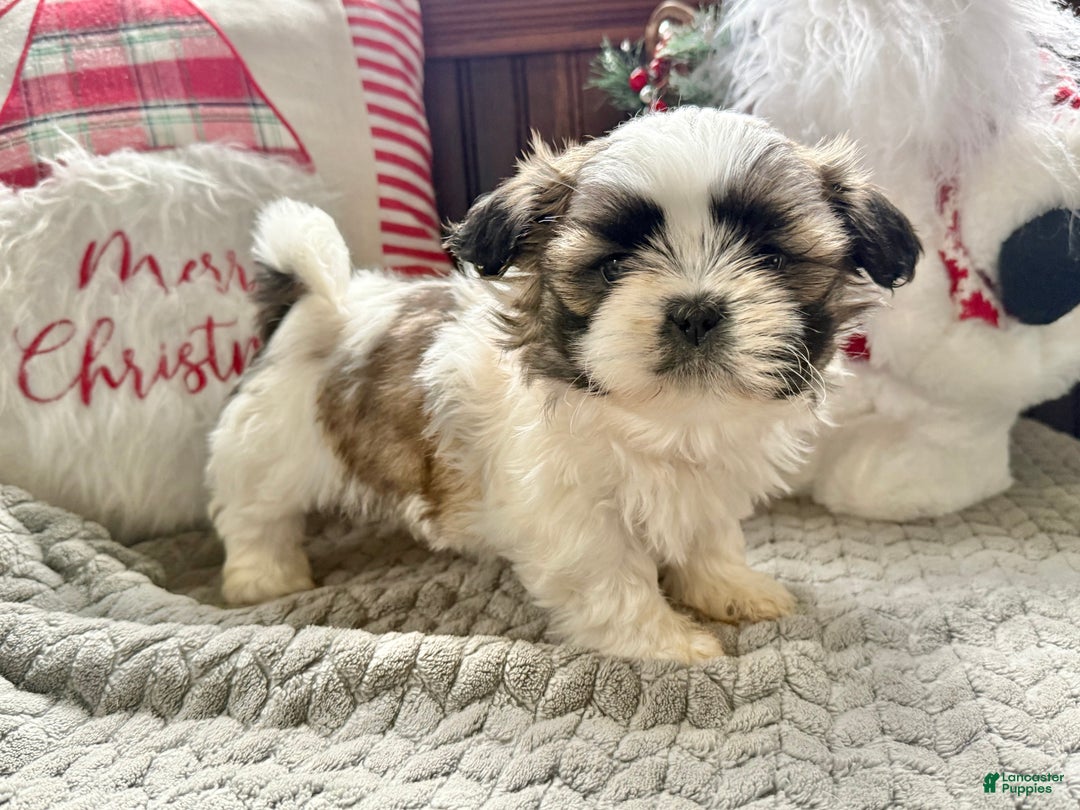 Shih Tzu dogs for sale: Pepper  - Ad 4
