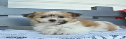Havanese dogs for sale: Copper  - Ad 4