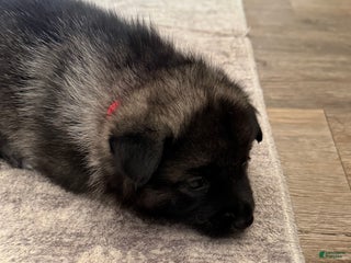 Norwegian Elkhound dogs - Ad 8