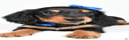 Miniature Dachshund dogs for sale: Mason - Ad 5