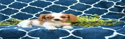 Cavalier King Charles Spaniel dogs for sale: Peanut Blossom - Ad 3