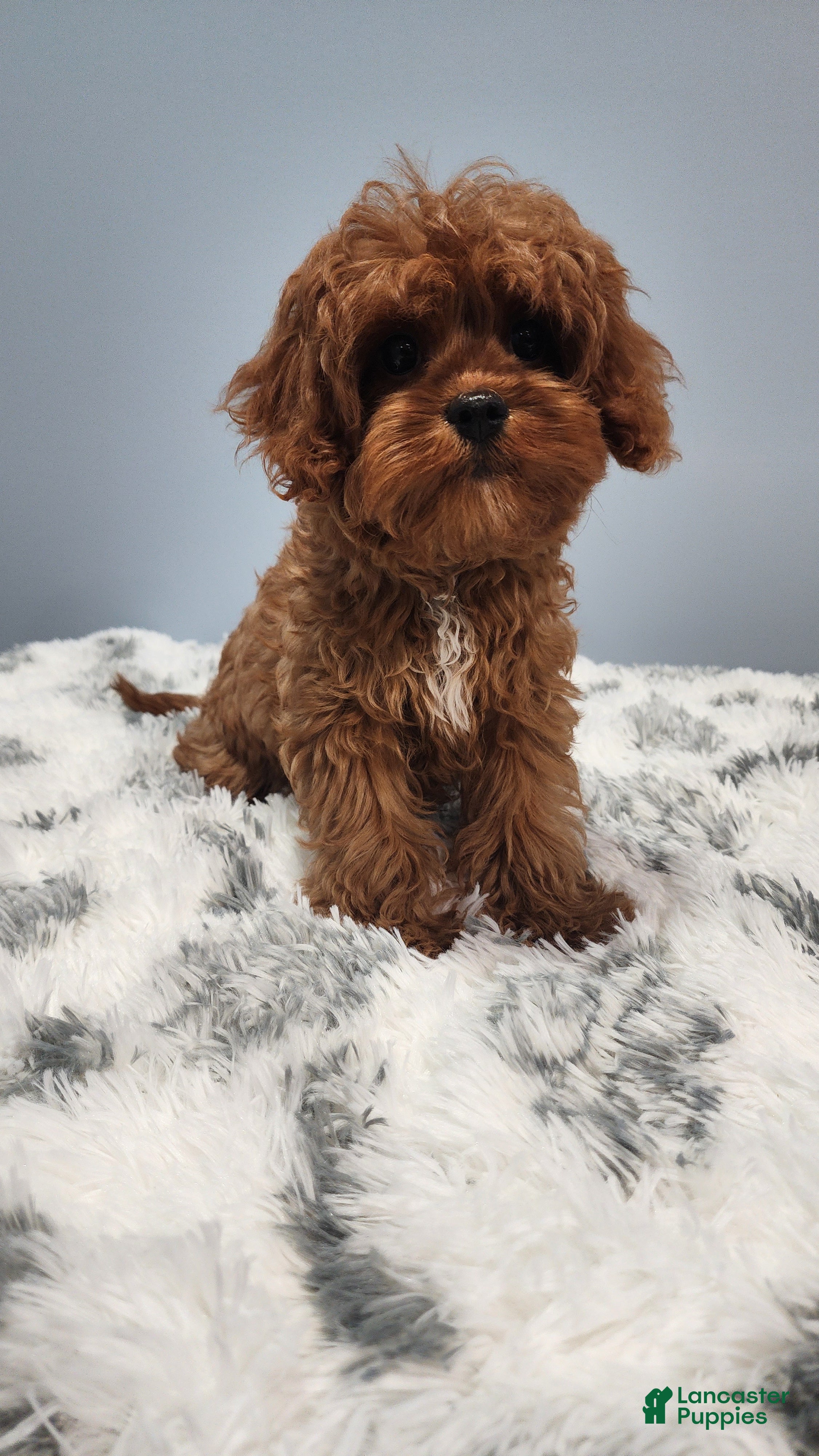 Cavapoo dogs for sale: Dumpling - Ad 19