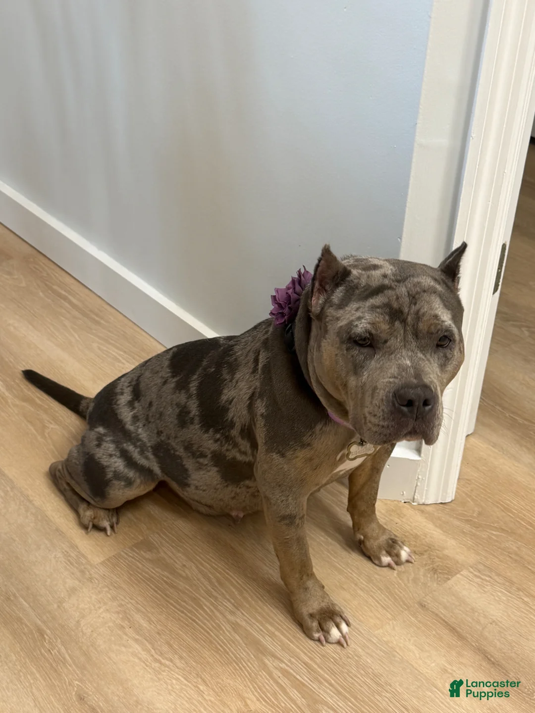 American Bully dogs for sale: Daisy - XL American Bully Puppy  - Ad 2