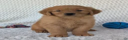 Golden Retriever dogs for sale: Charlie  - Ad 13