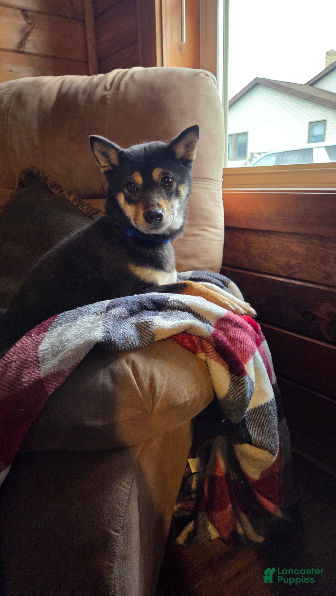 Shiba Inu dogs for sale: Shiba Inu Puppy 1 - Ad 9