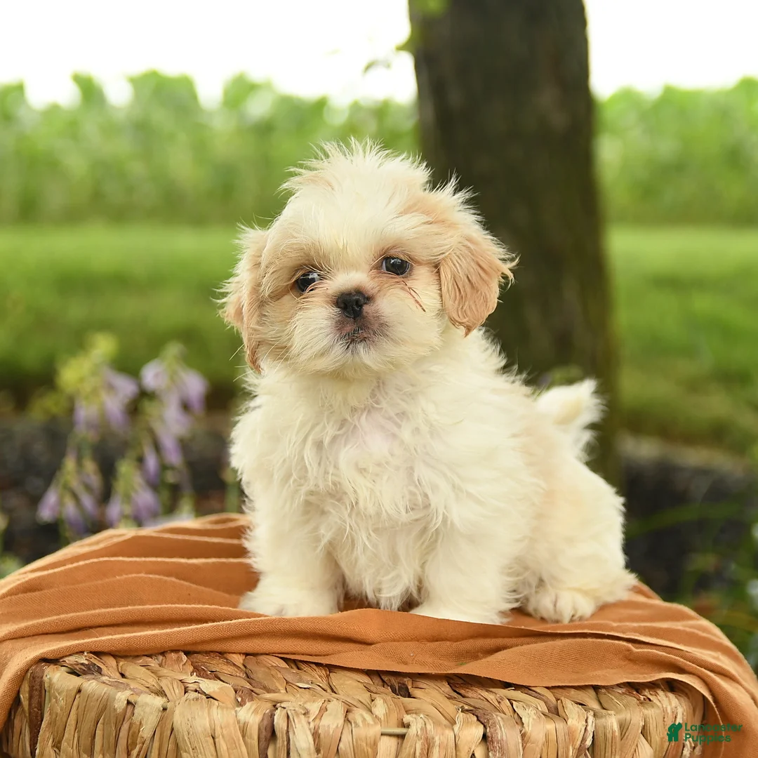 Shih Tzu dogs for sale: Zachary - Ad 2