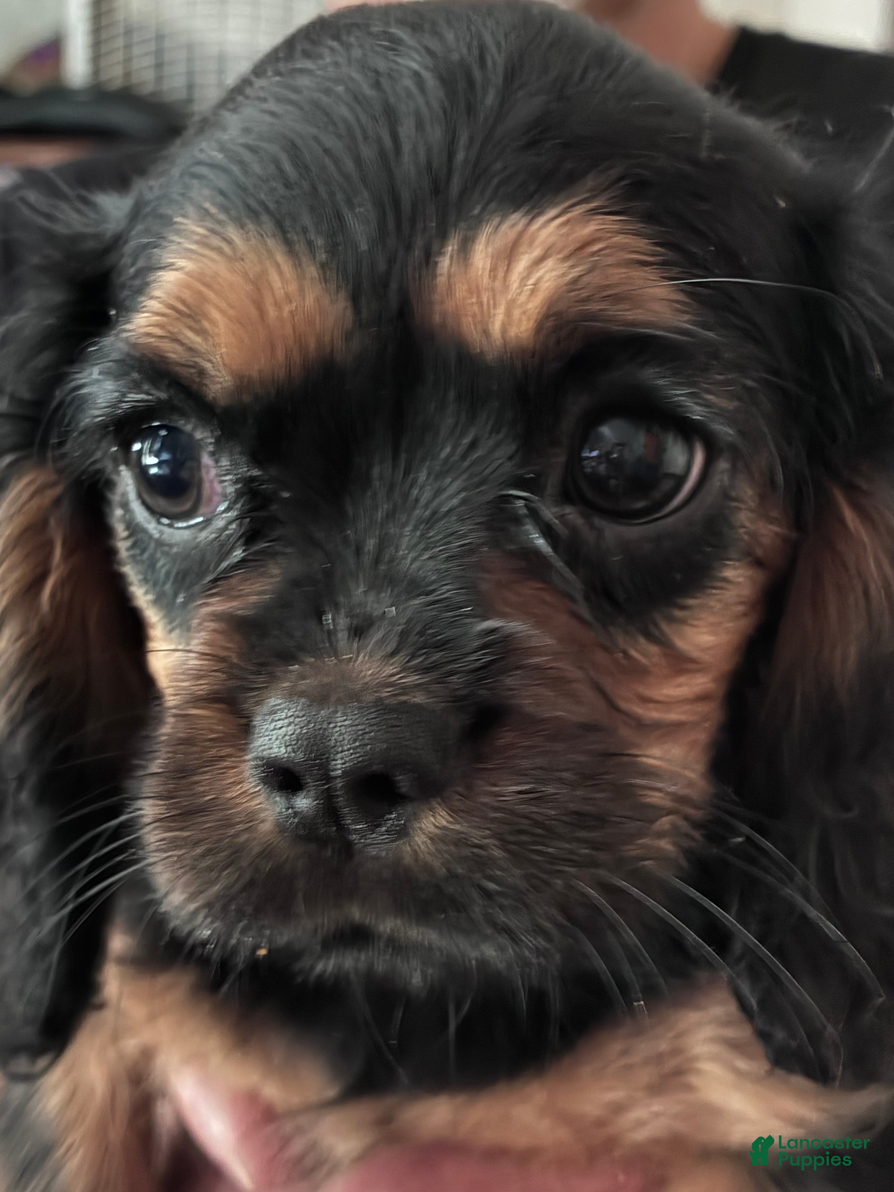 Cavalier King Charles Spaniel dogs Cavalier King Charles Spaniel Puppy 5 - Ad 2