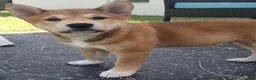 Shiba Inu dogs for sale: Jino - Ad 2