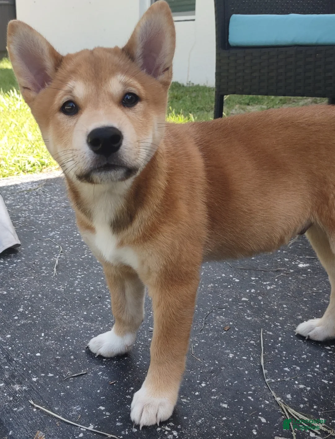 Shiba Inu dogs for sale: Jino - Ad 2