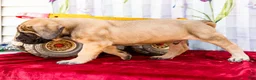 English Mastiff dogs for sale: Major - Ad 5