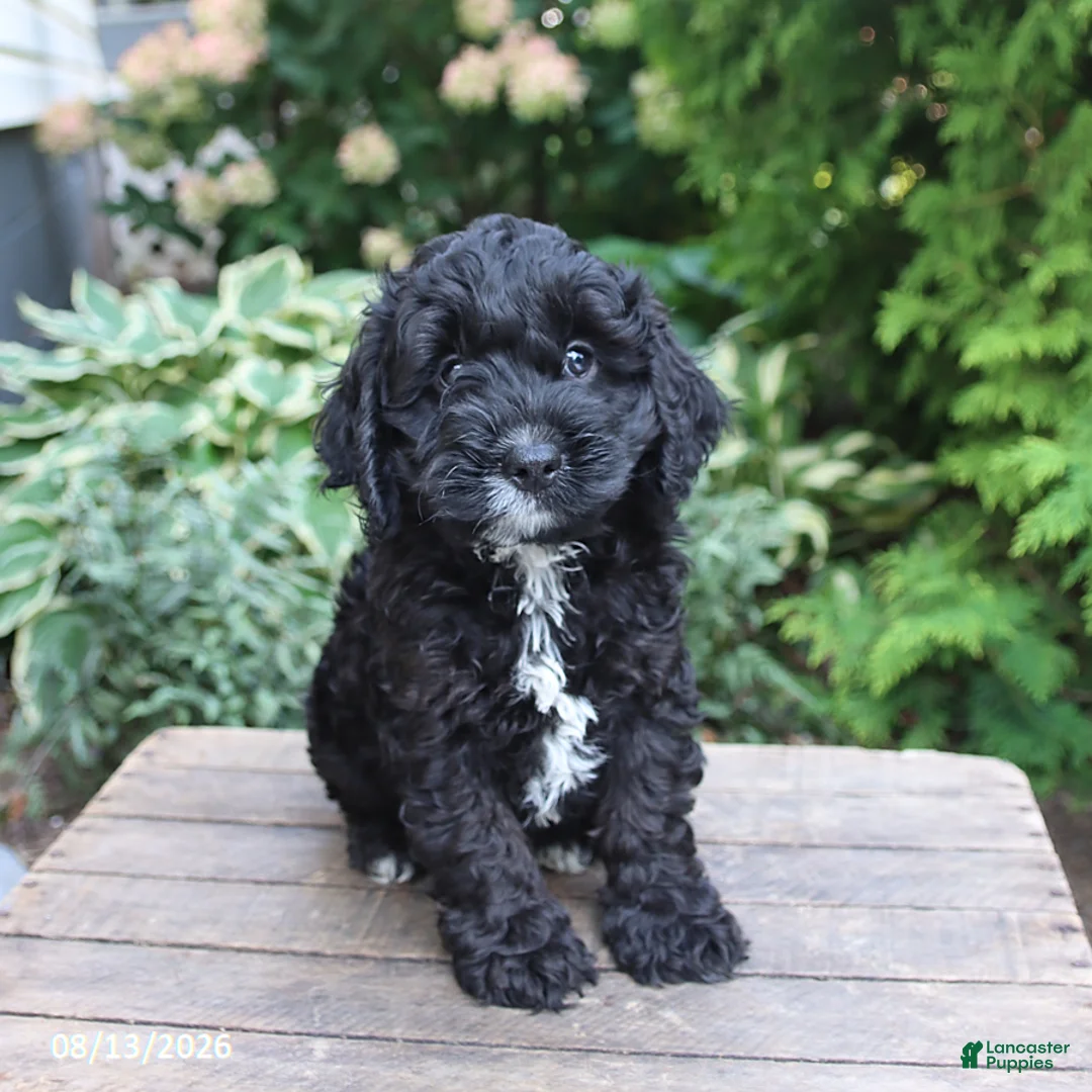 Cockapoo dogs for sale: Cash - Ad 2