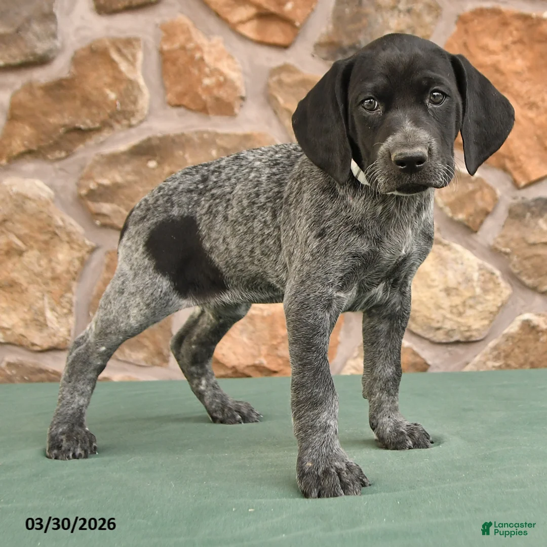 German Shorthaired Pointer dogs for sale: Dotty - Ad 3