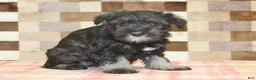 Miniature Schnauzer dogs for sale: Echo - Ad 2