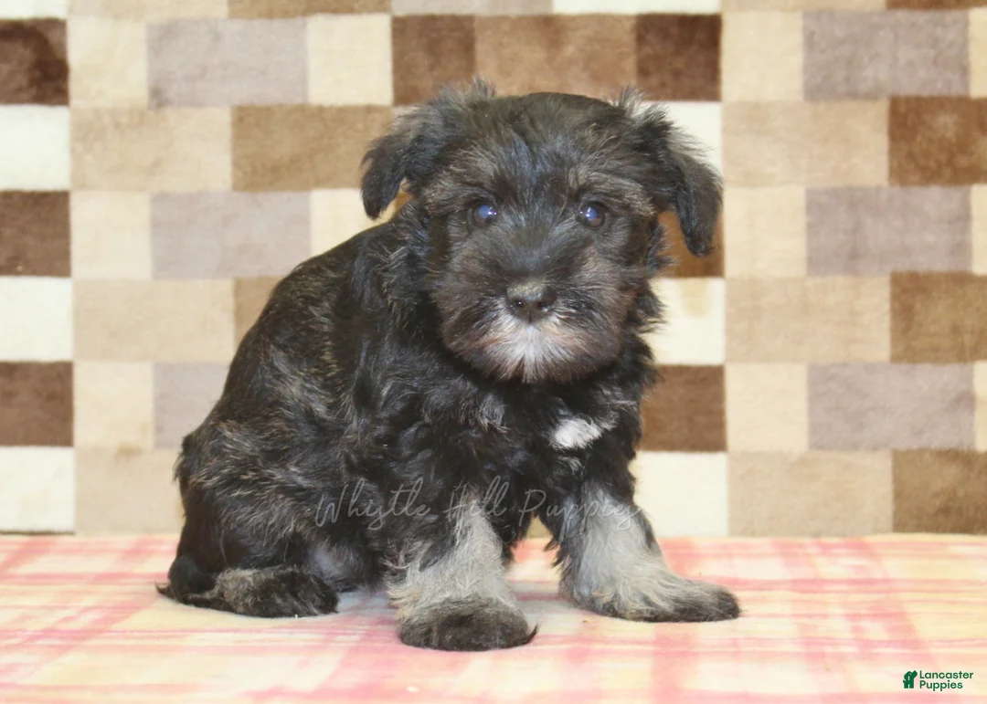 Miniature Schnauzer dogs for sale: Echo - Ad 2