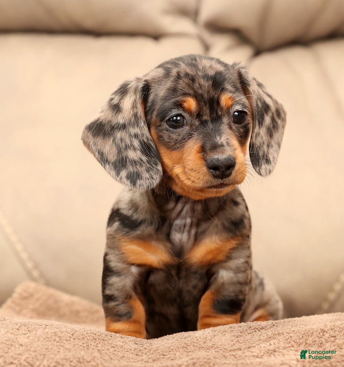 Miniature Dachshund dogs Indigo - Ad 5