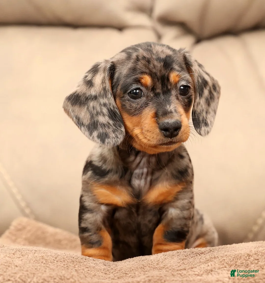 Miniature Dachshund dogs for sale: Indigo - Ad 1