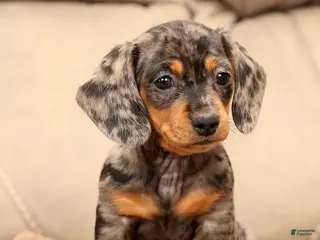 Miniature Dachshund dogs Indigo - Ad 5