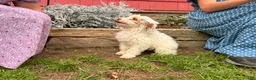 Mini Goldendoodle dogs for sale: Dixie - Ad 4