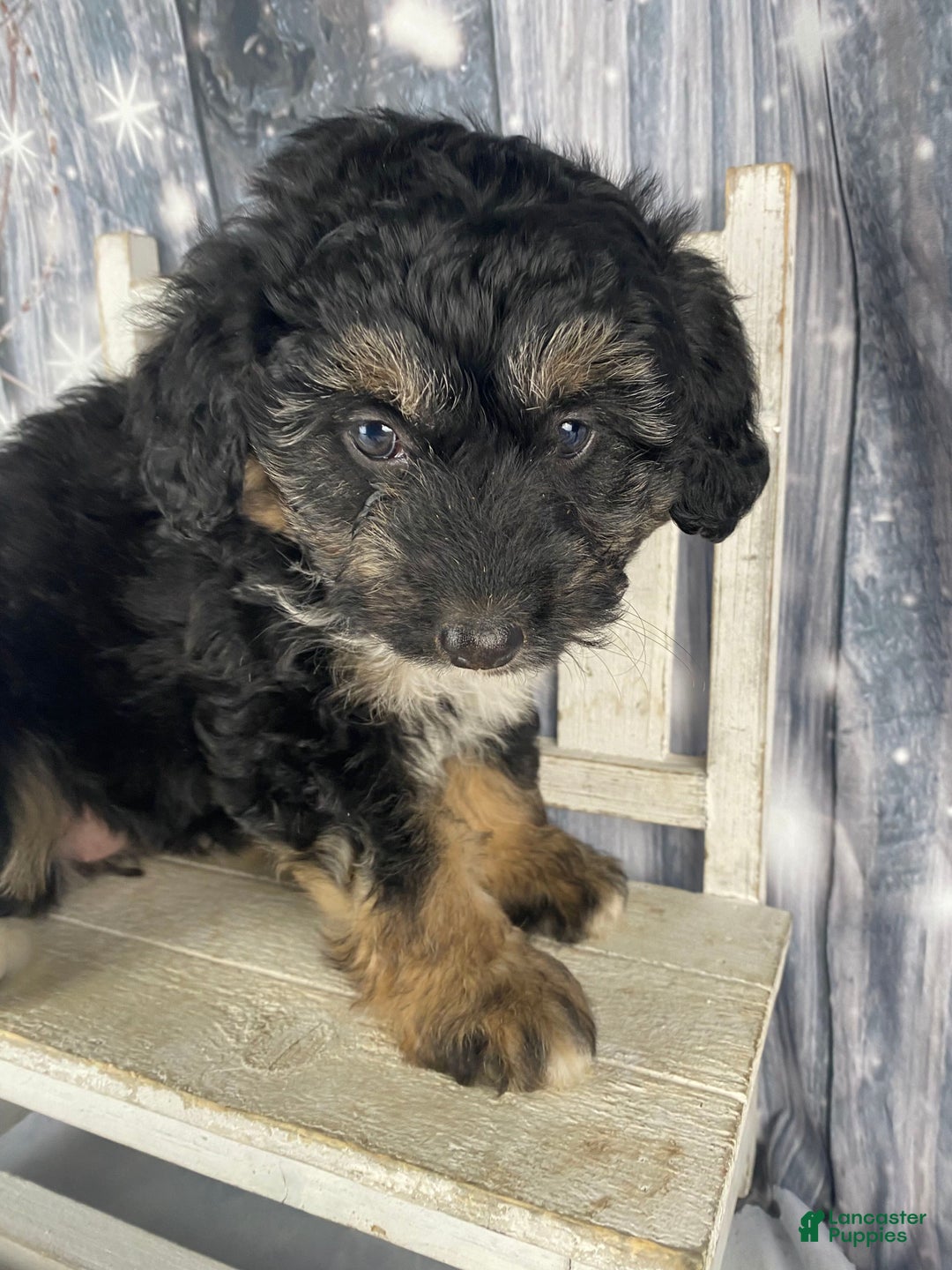 Aussiedoodle dogs for sale: Bella - Ad 16