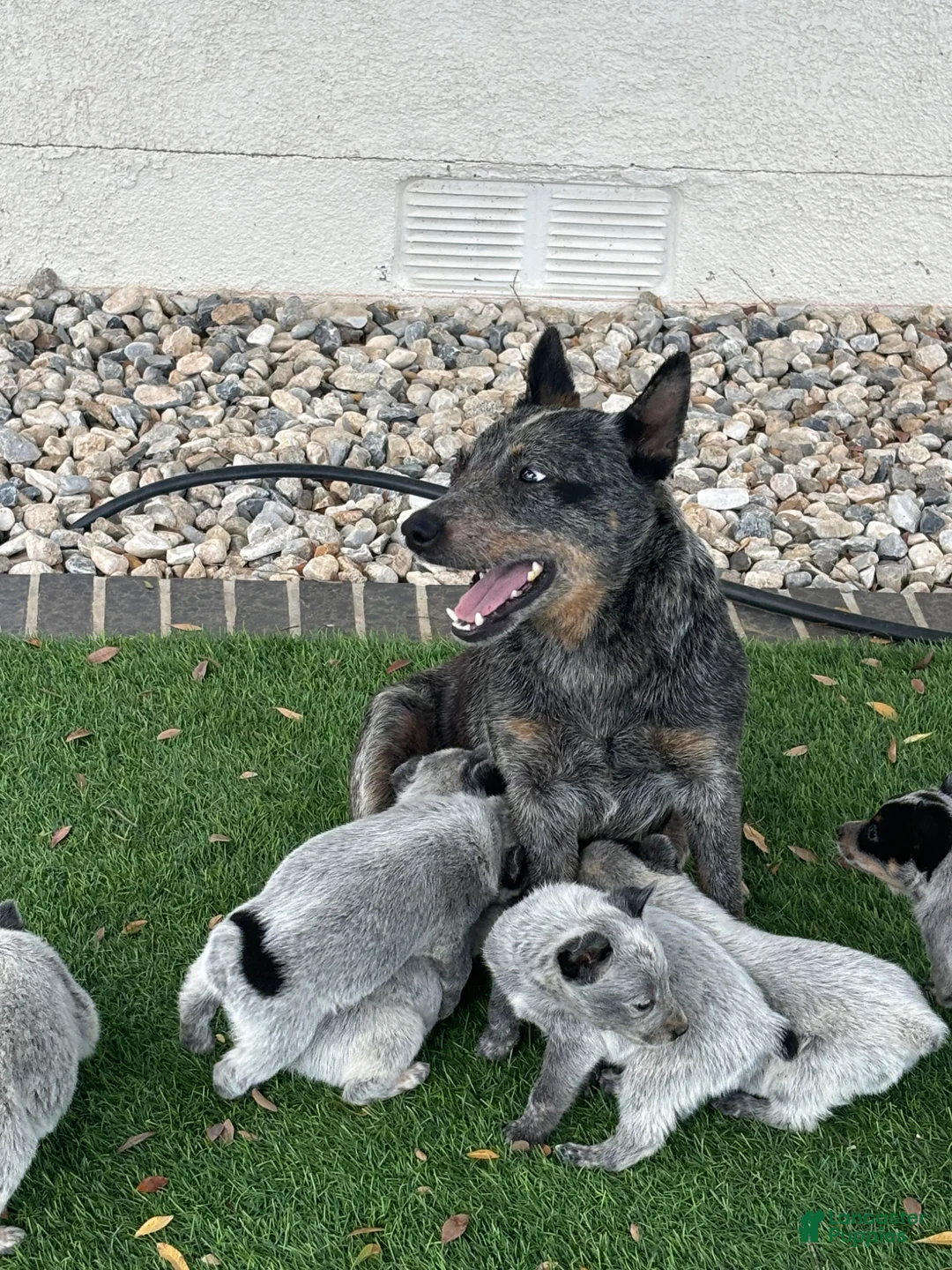 Australian Cattle Dog dogs for sale: Australian Cattle Dog Puppy 5 - Ad 2