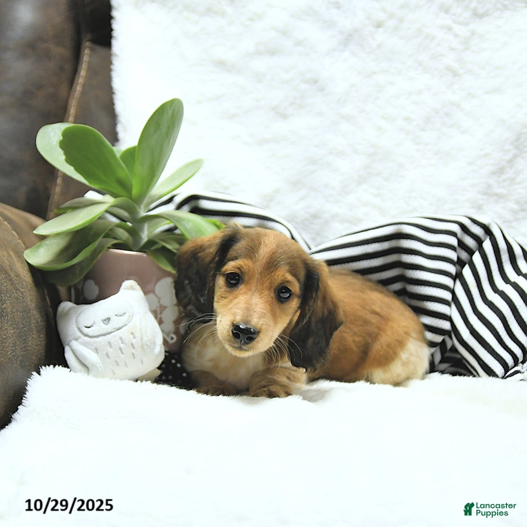 Miniature Dachshund dogs for sale: Aspen - Ad 13