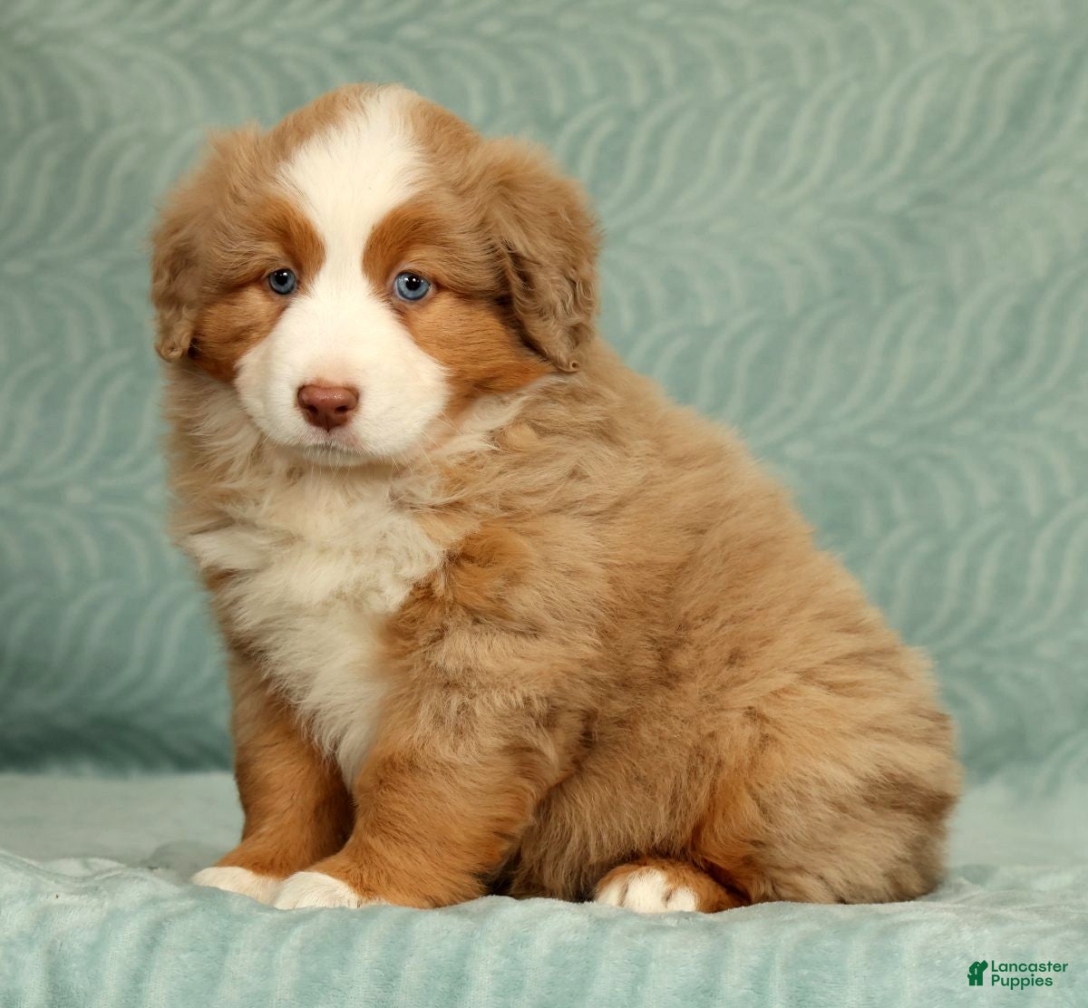 Australian Shepherd dogs for sale: Margie - Ad 5