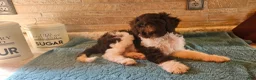 Goldendoodle dogs for sale: Channel - Ad 3