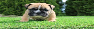 Duke
