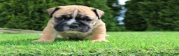 English Bulldog dogs for sale: Duke - Ad 6