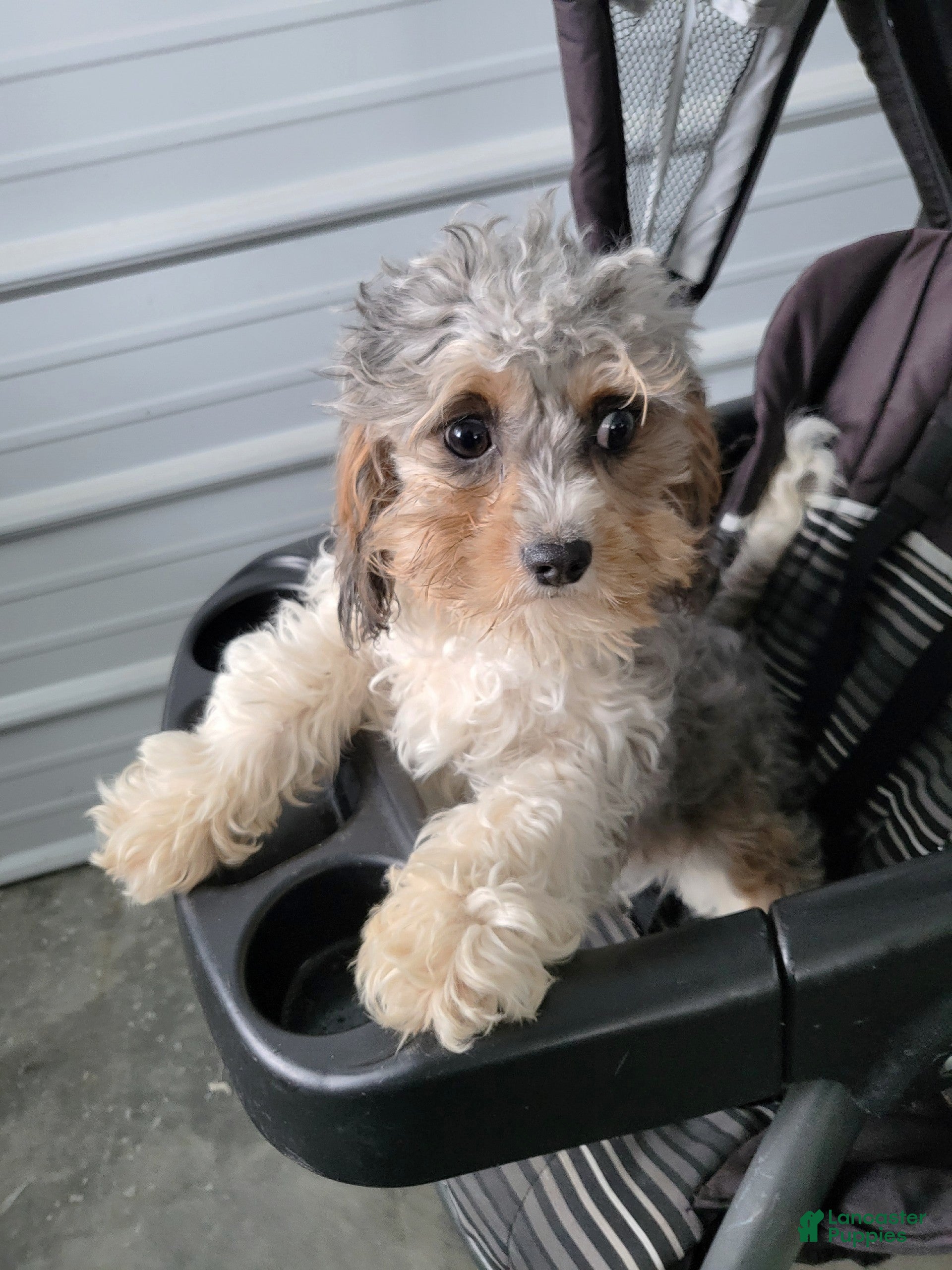 Cavapoo dogs Cavapoo Puppy 1 Blue - Ad 33