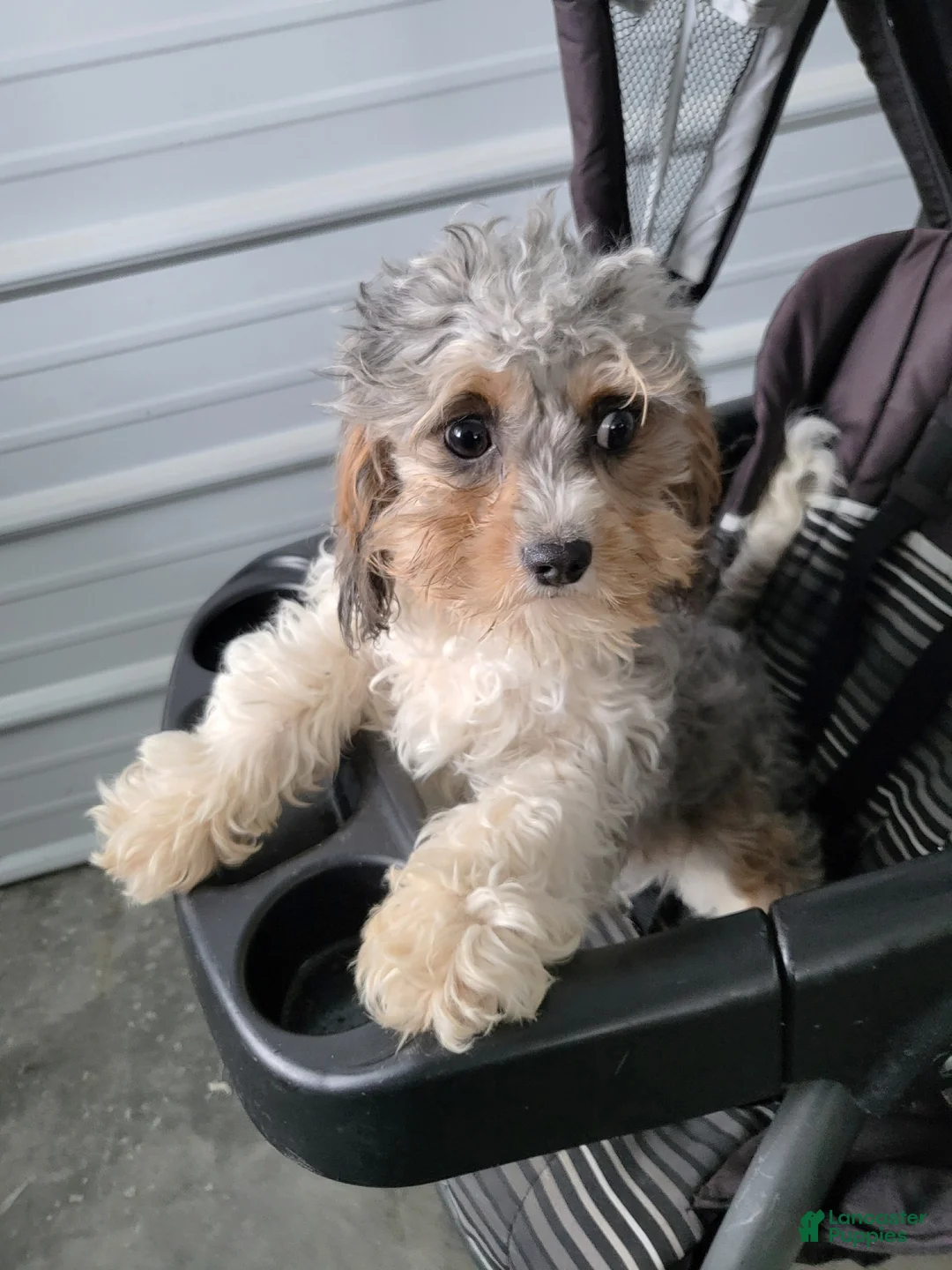 Cavapoo dogs for sale: Cavapoo Puppy 1 Blue - Ad 1