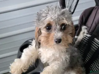 Cavapoo dogs Cavapoo Puppy 1 Blue - Ad 33