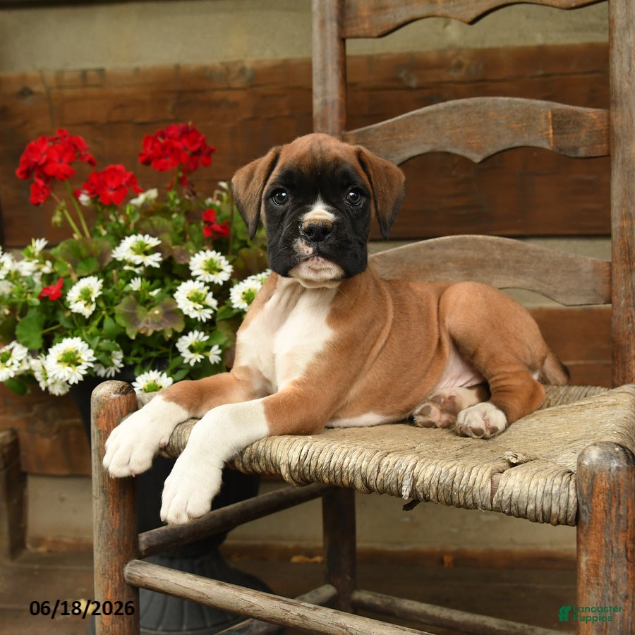 Boxer dogs Bandit - Ad 2