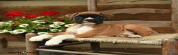 Boxer dogs for sale: Bandit - Ad 2