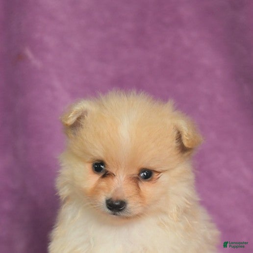 Pomeranian dogs Charlie - Ad 2
