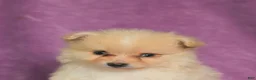 Pomeranian dogs for sale: Charlie - Ad 2