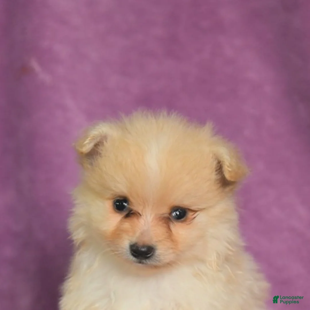 Pomeranian dogs for sale: Charlie - Ad 2